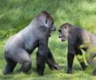 Две молодые горилл, ходить на четвереньках